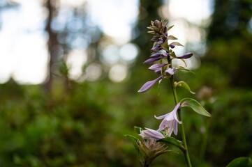 Siebold's Plantain Lily a Hosta family