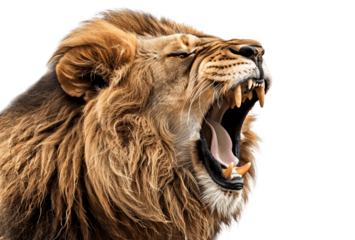 Lion roaring isolated on white background