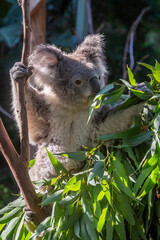 Exposure of a Koala (Phascolarctos Cinereus) sitting on tree branch eating eucalyptus leaves