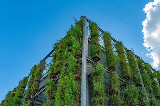 Modern green building climbing plant Eco friendly building, Concept image for sustainable design and energy saving. Vertical garden facade design.