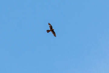 A kestrel flies with outstretched wings in the blue sky