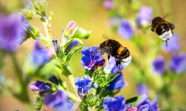 Honey plant blueweed and bumblebee collecting nectar