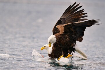 Bald eagles over ice in the water, wings spread, focused on the surface