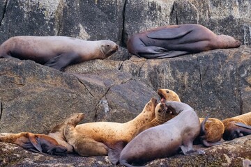 Fototapeta premium Group of steller sea lions resting and interacting on rocky cliffs in their natural habitat
