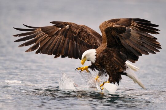 Bald eagles over ice in the water, wings spread, focused on the surface