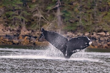Fototapeta premium Humpback whale tail emerging from the water near a rocky shoreline