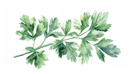 Watercolor painting of a parsley sprig with lush green leaves, isolated on a white background
