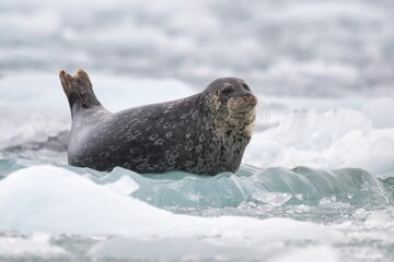 Harbor seal resting on ice floes in an arctic environment © Wirestock
