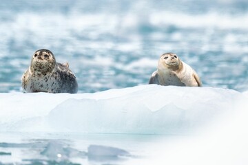 Harbor seals amongst glacier ice flow in Kenai-Fjords National Park,Alaska