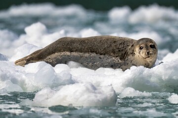 Harbor seal resting on ice in an arctic environment with a blurred icy background