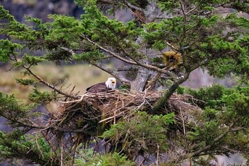 Bald eagle perched on its nest in a tree, surrounded by lush green branches