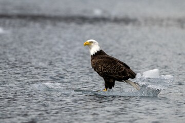 Majestic bald eagle perched on a floating ice piece in a serene body of water