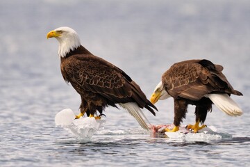 Bald eagles perched on ice in the water, one eating a fish