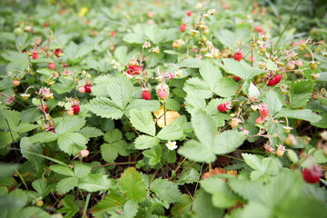 meadow of ripe red strawberries