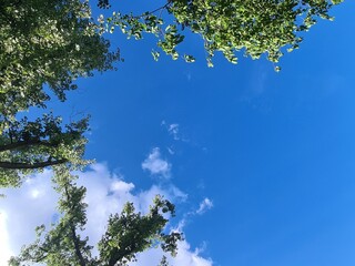 tree leaves with blue sky and clouds in a parc in Berlin Treptow