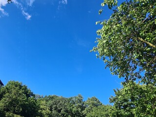 tree leaves with blue sky and clouds in a parc in Berlin Treptow