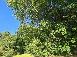 trees and bushes with blue sky in Berlin Treptow