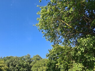 trees and bushes with blue sky in Berlin Treptow