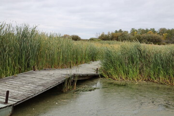 Fototapeta premium wooden bridge and boardwalk hiking trail through marsh land