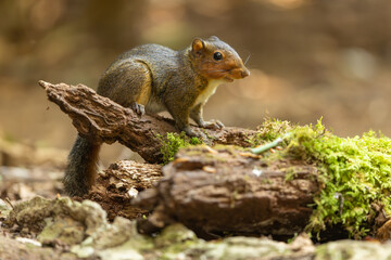 Asian red-cheeked squirrel perched on a tree trunk