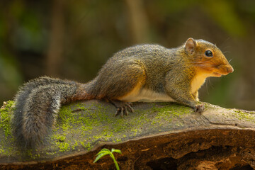 Asian red-cheeked squirrel perched on a tree trunk