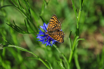 a beautiful butterfly sits on a blue flower. selective focus. background blur