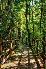 Wooden bridge crossing the rainforest on the island of Ilhabela