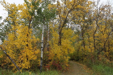 mixed forest awash in autumn colors