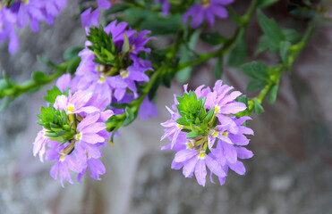 Flowering fairy fan-flower on summertime as a natural floral background