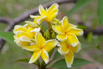 Plumeria or frangipani flower. Tropical tree
