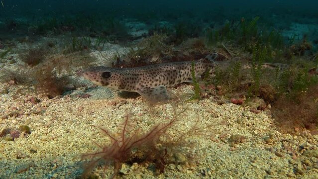 Quiet catshark close to the camera - Deep undersea