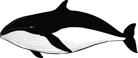 Print humpback whale silhouette design Whale icon set. Cartoon set of whale vector icons for web design Group of sea creatures Humpback whales Sea life, whales, dolphins icons