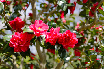Beautiful camellia flower on tree. The Expo 70 Commemorative Park, Osaka, Japan