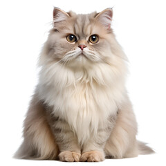 Fluffy Persian Cat with Beautiful Long Fur Sitting Upright