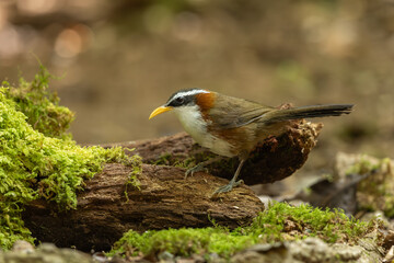 White-browed Scimitar-Babbler perched on a moss-covered tree trunk