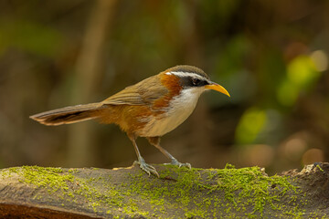 White-browed Scimitar-Babbler perched on a moss-covered tree trunk