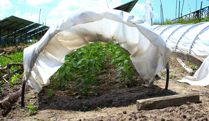  Pepper seedlings are planted in the simplest miniature home greenhouse in the form of a low tunnel...