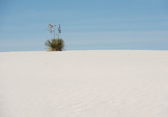 Soaptree Yucca on Ridge, White Sands National Park