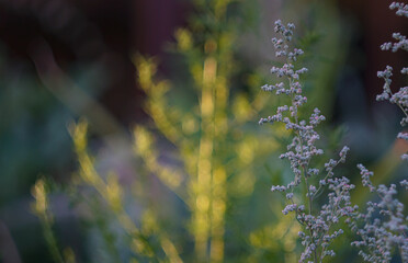 the buds are very small and many plants