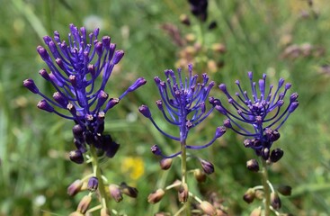 Trois muscari à toupet, Tassel Hyacinth (Muscari comosum) fleurissant dans une prairie ensoleillée. 