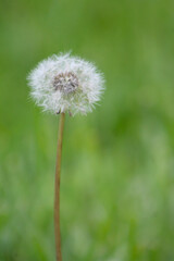 Dandelion!