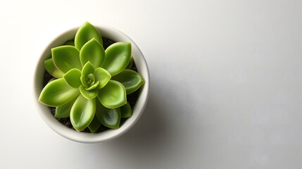 Green succulent plant in white pot on white background. Flat lay composition with copy space. Home decor and indoor gardening concept for design and print