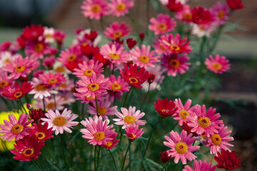 Obraz premium A close-up view of pink and red daisies blooming in a garden during the daytime. 