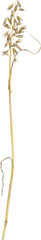 Side view of Oat plant - Avena Sativa