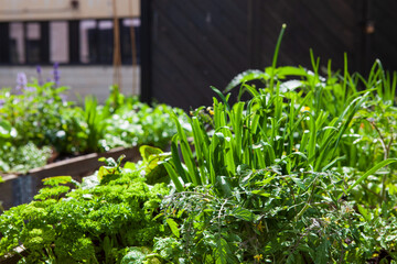 Fototapeta premium A close-up shot of a vibrant urban garden with various herbs and vegetables thriving in raised wooden beds.