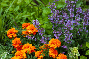 Obraz premium A close-up view of orange marigold and purple catmint flowers blooming in a lush garden setting.