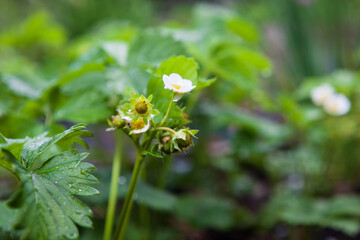 A close-up shot of a strawberry plant with white flowers and green leaves covered in morning dew. 