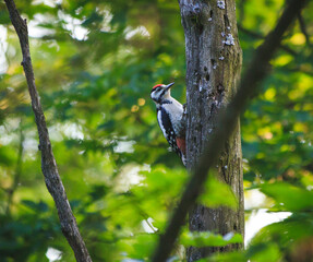 great spotted woodpecker on a tree