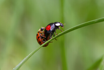 two beautiful ladybugs red insects seven point beetles beautiful insects close up red beetle