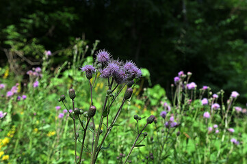 Creeping Thistle (Cirsium arvense) blooming in spring